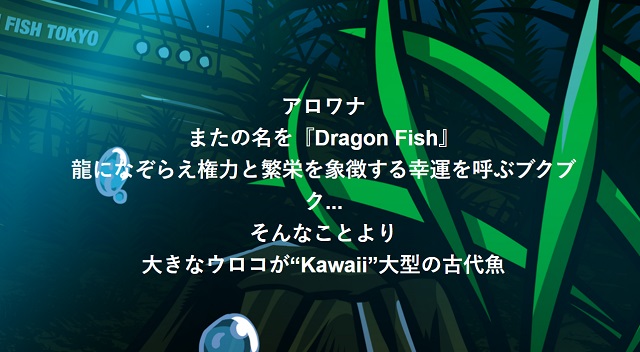 【DFTの買い方】Dragon Fish TokyoNFTとは？完全版